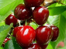 Black Cherry