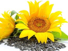 Sunflower Seed