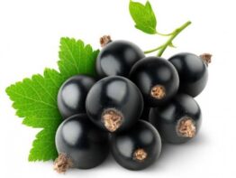 Black Currant