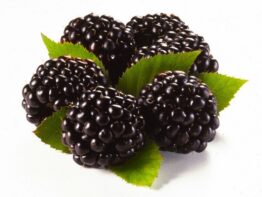 BlackBerry
